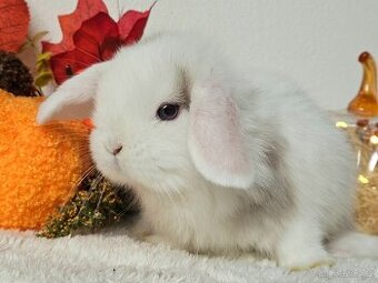 Minilop zakrslý beránek -Holčičky