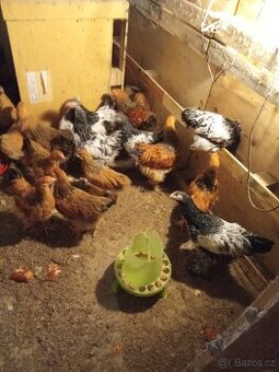 Prodám kohouty brahmanek