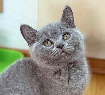 Britská modrá krátkosrstá koťata s PP