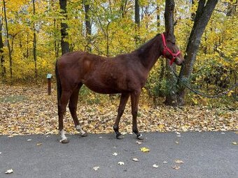 Roční hřebec A1/1 do dostihového provozu