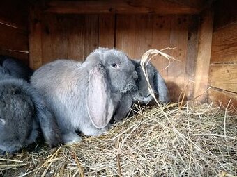 Francouzský beran modrý