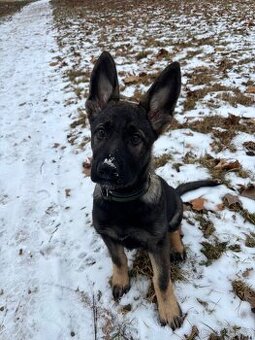 Německý čistokrevný ovčák fenečka