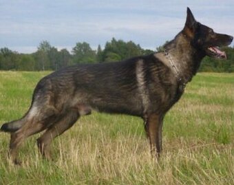 Koupím německého ovčáka pracovní linie co je klidný
