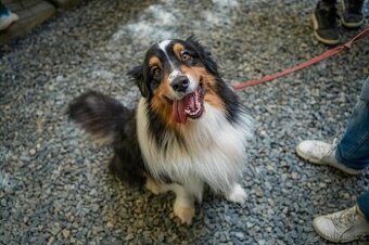 PP australský ovčák - 1