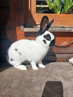 ČESKÝ STRAKÁČ - SAMICE