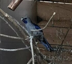 Rosela Penant modrý ,papoušci zpěvavý