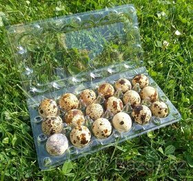 Násadová vejce křepelky japonské