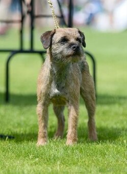 Border Terrier s PP - 1