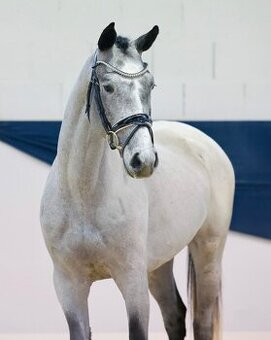 Orchid’s - pony B do sportu