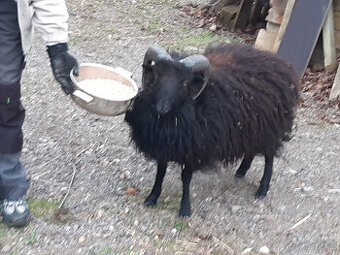Ouessantská ovce - beran