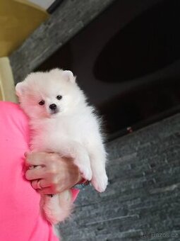 Pomeranian