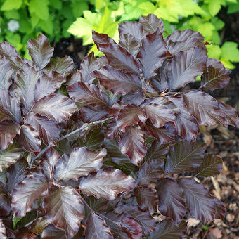 Buk lesní "Purpurea"