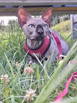 Kanadský sphynx