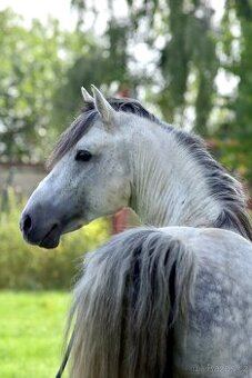 Připouštění hřebcem ČSP 2352 Lucky