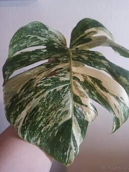 Monstera albo variegata halfmoon vrchol.řízek