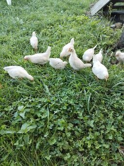 násadbové vejce Leghorn