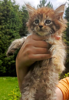 Mainska myvalí, Maine coon, MCO