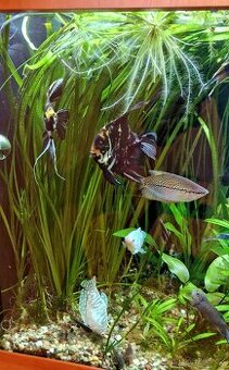Akvarijní rostliny (V. gigantea, E. latifolius)