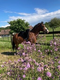 Welsh Mountain Pony A