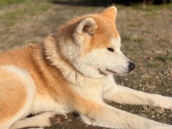 Akita Inu s PP