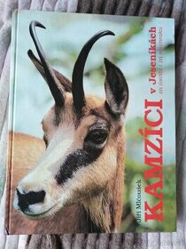 Kamzici v Jeseníkách