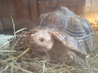 Samec želva ostruhatá ( geochelone sulcata)