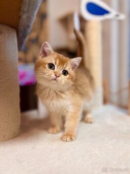 Luxusní zlata britská činčila koťata s PP pro chov