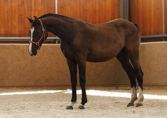 3.leta klisna (Aristo Z)