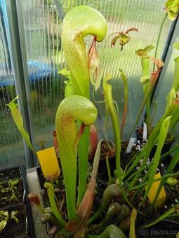 Nabízím čerstvé semínka masožravek