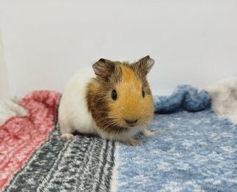 Morče, Morčata, Morčátko, Morčátka - SAMIČKY