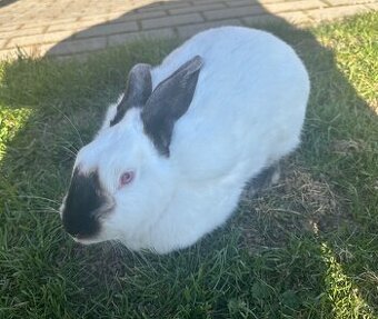 Prodám králíky do chovu