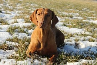 Maďarský ohař krátkosrstý s PP