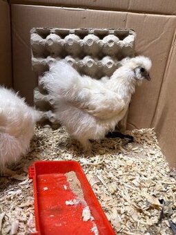 Hedvábnička “kohout” - 1