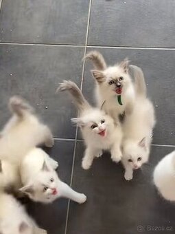 Prodám krásné koťátka ragdoll
