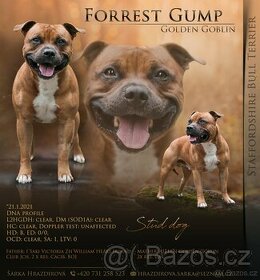 Stafordšírský Bulteriér s PP - chovný pes