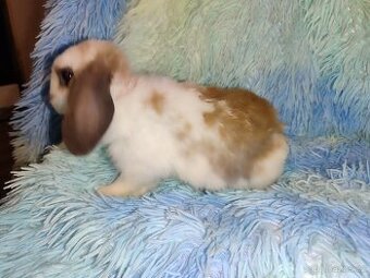 Zakrslý králík -beránek