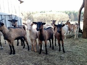 Prodáme roční kozy Příbram a okolí