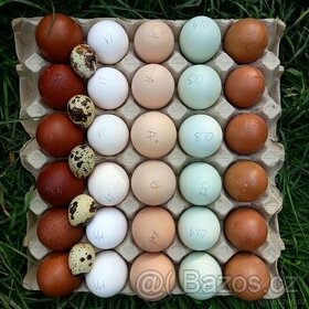 Násadová vejce mix plemen