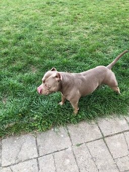 American bully pocket - prodej