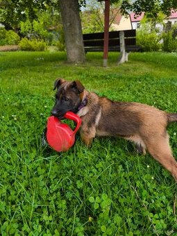 Belgický ovčák malinois