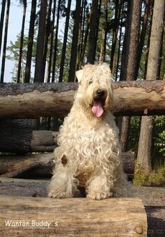 Irish soft coated wheaten terrier - ŠTĚŇATA PRODEJ