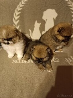 Pomeraniani s PP