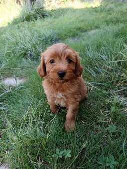 Maltipoo,maltipo