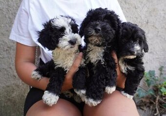 Maltipoo