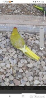 Kakariki