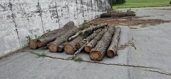 Olše, olšové dřevo