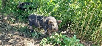 Prase Selata Kune kune