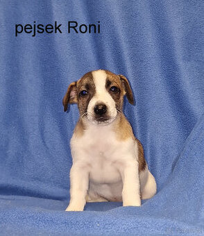 Jack russell terier