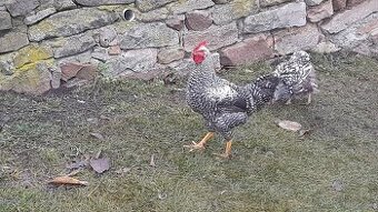 nabízím letošní mladé kohoutky