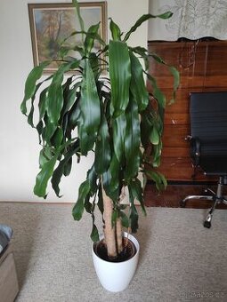 Dracaena fragrans